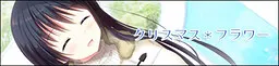 圣诞*之花