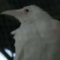 白鸦鼎