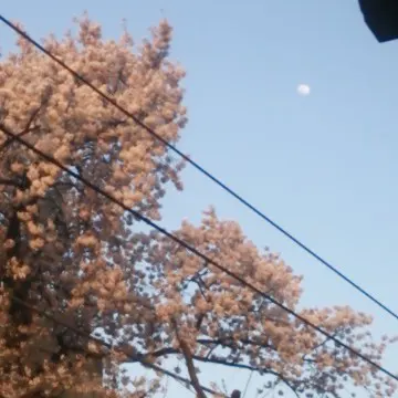 冈田悠
