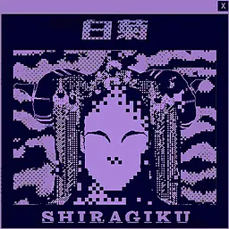 白菊