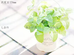 到盛夏的距离