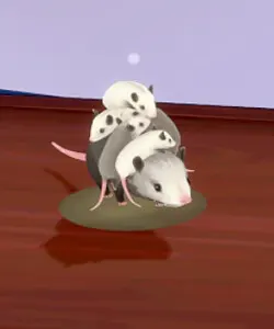 Opossum