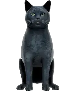 黑猫