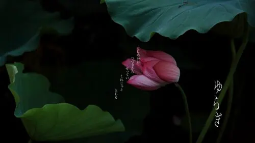 摇曳
