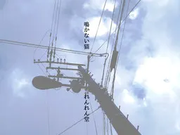 不叫的猫