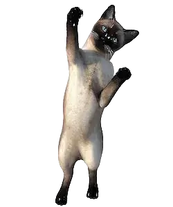 椰子
