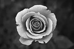 Monochrome hanami