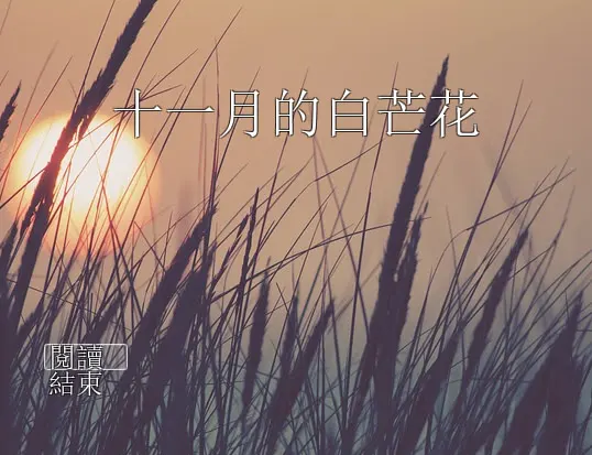 十一月的白芒花