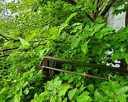 A Vine on a House