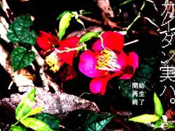 怪谈其实是。