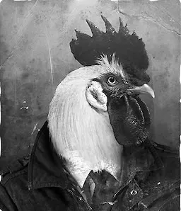 Martin MacChicken