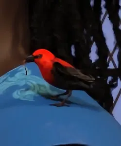Uche's Bird