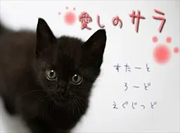 心爱的萨拉
