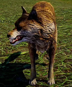 Wolf