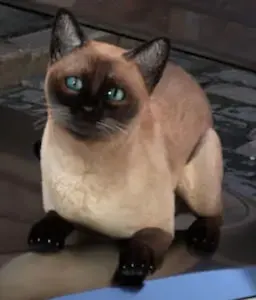 猫