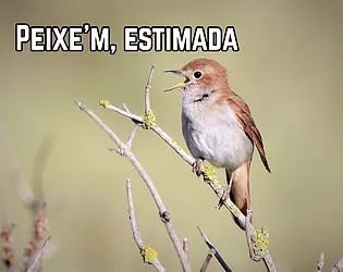 Peixe'm, estimada